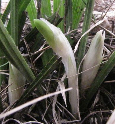 �l�G�̐X�A�X�V��