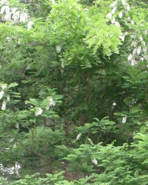 lG̐XAXV