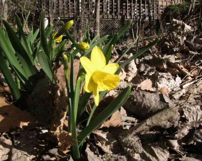 �l�G�̐X�A�X�V��