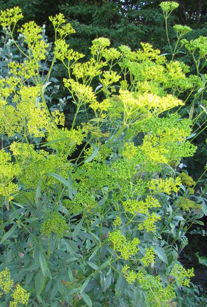 �l�G�̐X�A�X�V��