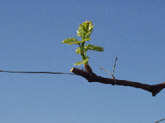 �M�����C���i���j�@�R���̕��y����񂾋��y�F�L���ȃ��C��