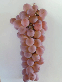 �M�����C���i���j�@�R���̕��y����񂾋��y�F�L���ȃ��C��