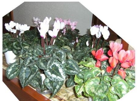 Stay Indoors,The inside