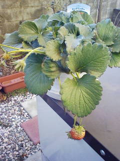 Stay Indoors,The inside