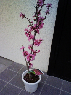 Stay Indoors,The inside