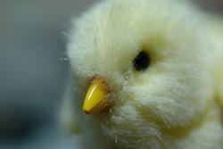 Stay Indoors,The inside