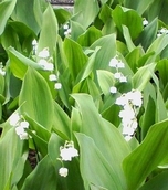 Stay Indoors,The inside