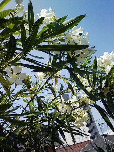 Stay Indoors,The inside