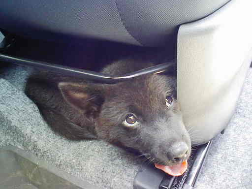 Stay Indoors,The inside