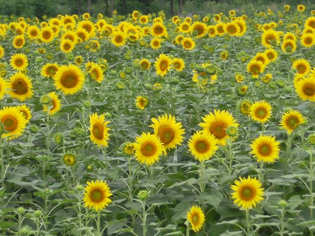 Stay Indoors,The inside