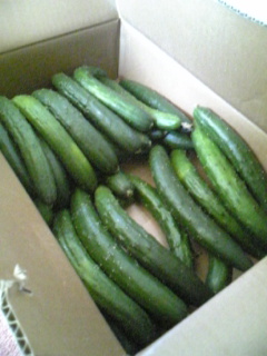 ���ꂿ���������