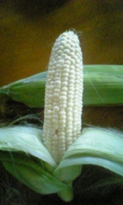 ���ꂿ���������