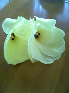 ���ꂿ���������