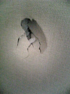 ���ꂿ���������