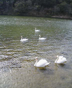 Music Diary�@�`�@from Yukimame