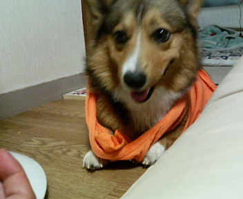 ���ʏ���