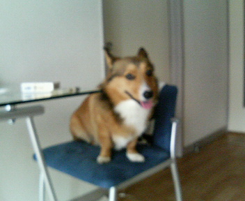 ���ʏ���