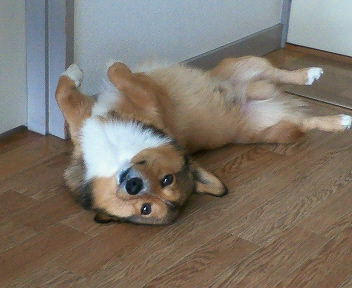 ���ʏ���