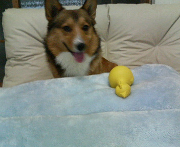 ���ʏ���