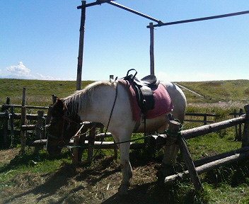 ���ʏ���