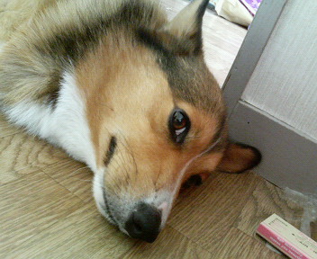 ���ʏ���