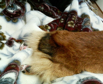 ���ʏ���