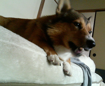 ���ʏ���