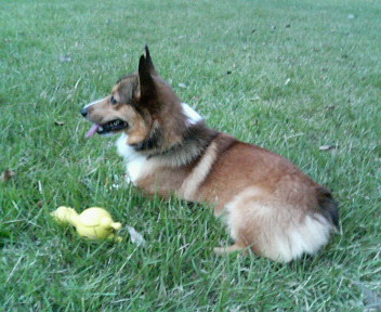 ���ʏ���