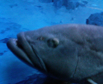 ���ʏ���