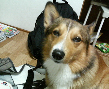 ���ʏ���